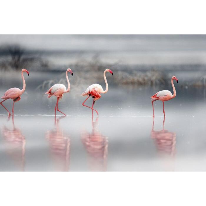 Glasschilderij Flamingo's 