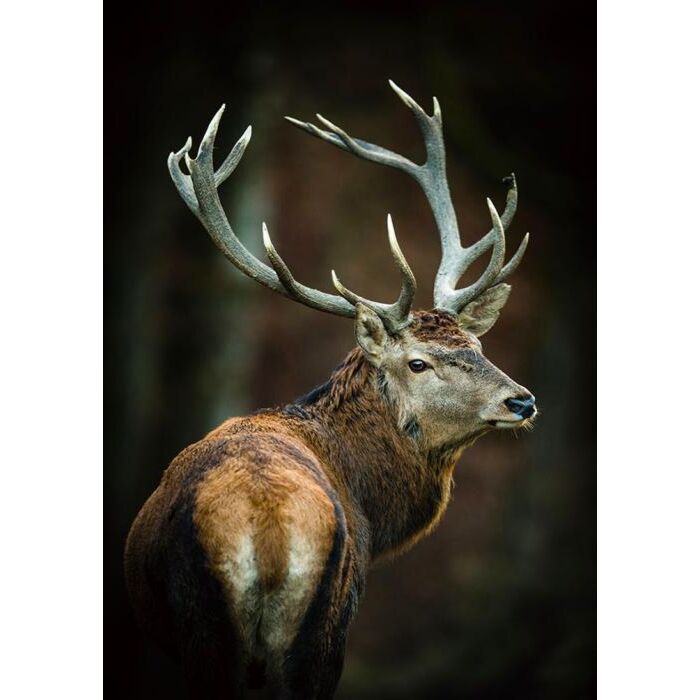 Glasschilderij Deer