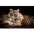 Glasschilderij Tiger