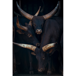 watusi family 