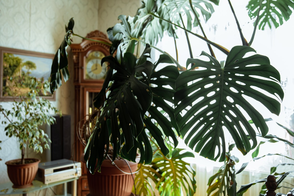 urban jungle interieur planten